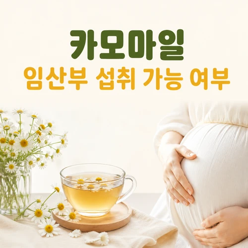 카모마일 임산부 섭취 가능 여부와 주의해야 할 상황별 확인