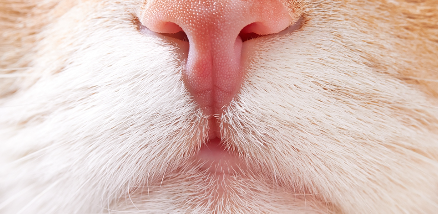 고양이