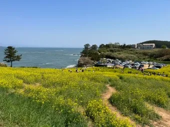 부안 수성당 유채꽃 히든스팟 개화시기_11