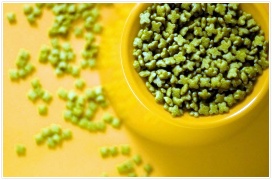 강아지 키우는법