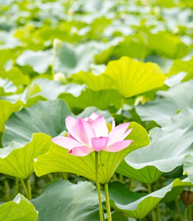 전주 덕진공원 연꽃2