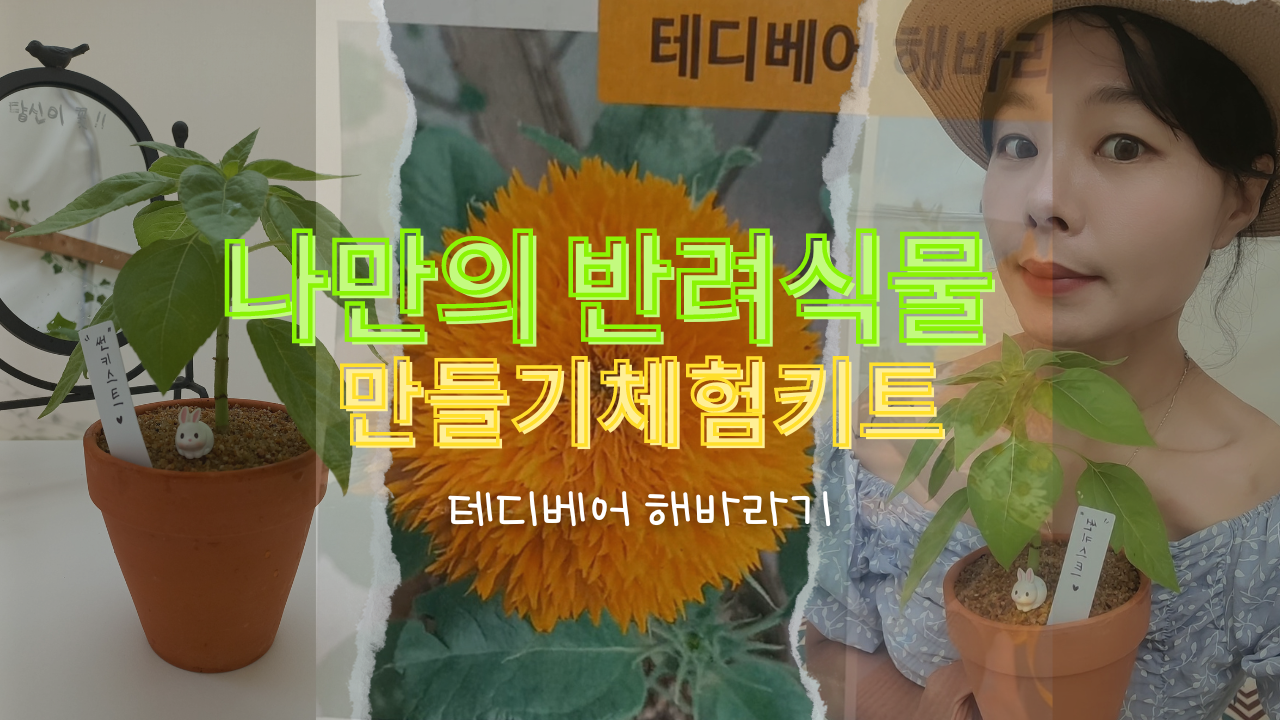 나만의 반려식물 만들기 체험 키트 테디베어 해바라기 심기 유튜브 썸네일 이미지 입니다.