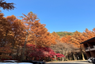 당일치기/가을/힐링/여행/대전/장태산자연휴양림/메타세쿼이아/스카이워크 