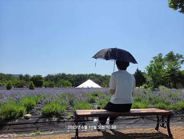 하늬라벤더팜