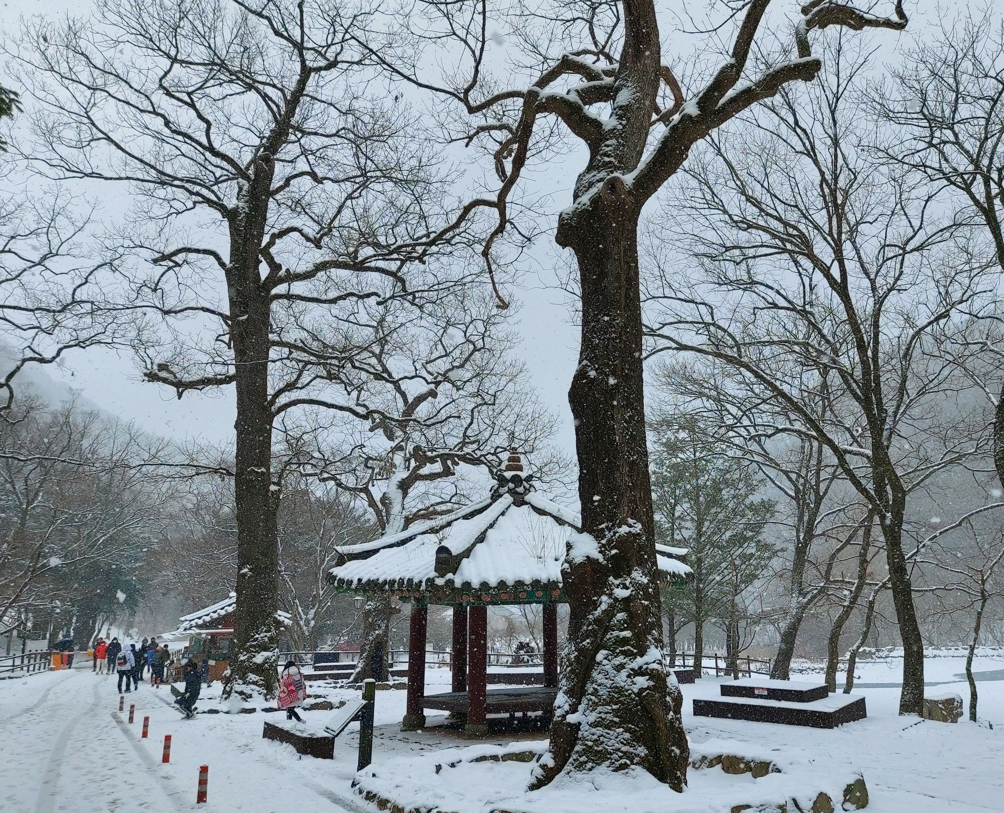 백양사 갈참나무