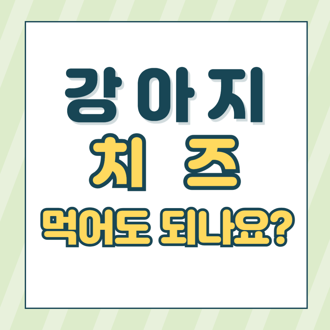 강아지 치즈 간식