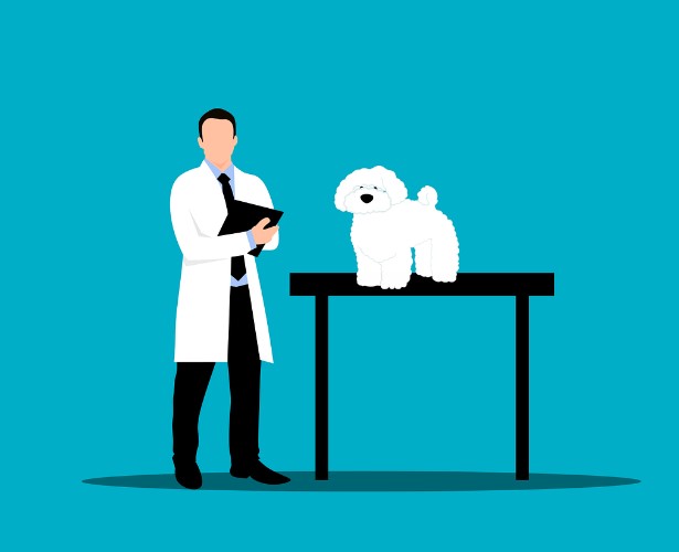 강아지 건강 관리