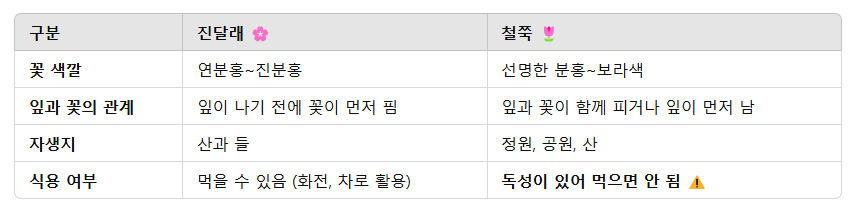 2025년 진달래 개화시기