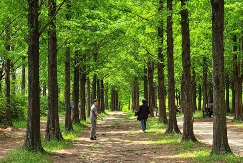 메타세쿼이아길