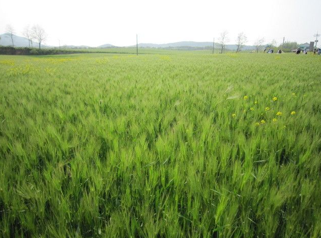 청산도 보리밥 전경 사진