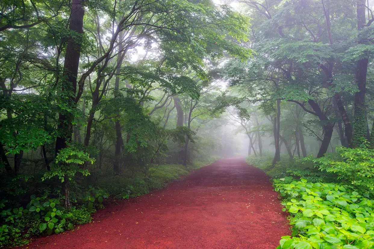 사려니 숲길 사진 (출처: 제주관광공사 홈페이지)
