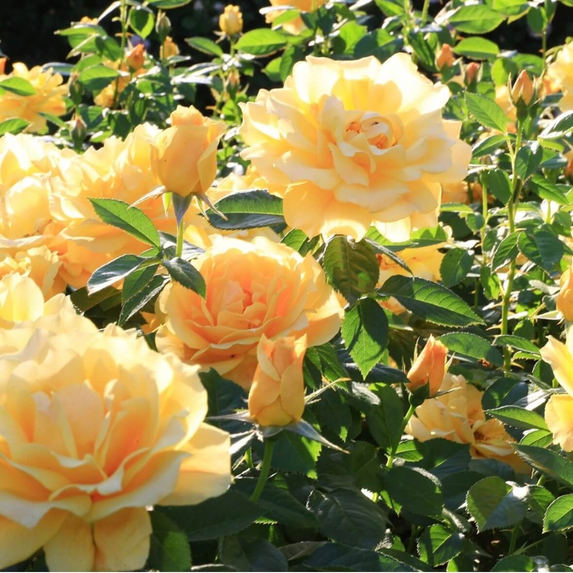 곡성 장미축제