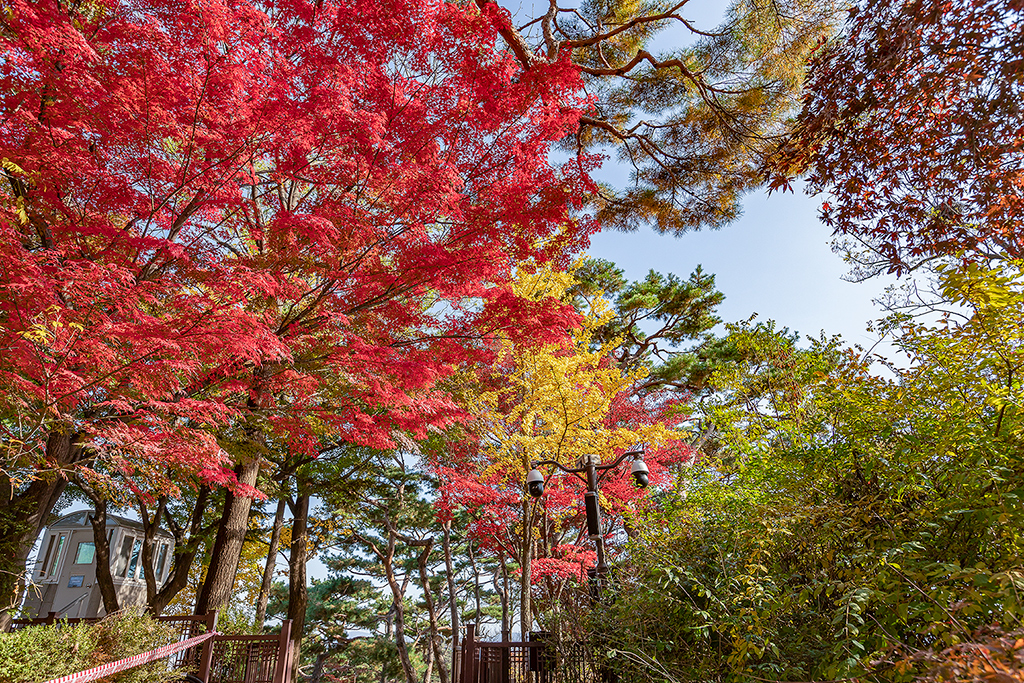 한양도성길
가을풍경
가을단풍
백악구간
서울여행
서울풍경
서울성곽길
청운대
말바위
숙정문