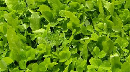 치커리 효능 부작용 먹는법 한눈에 정리