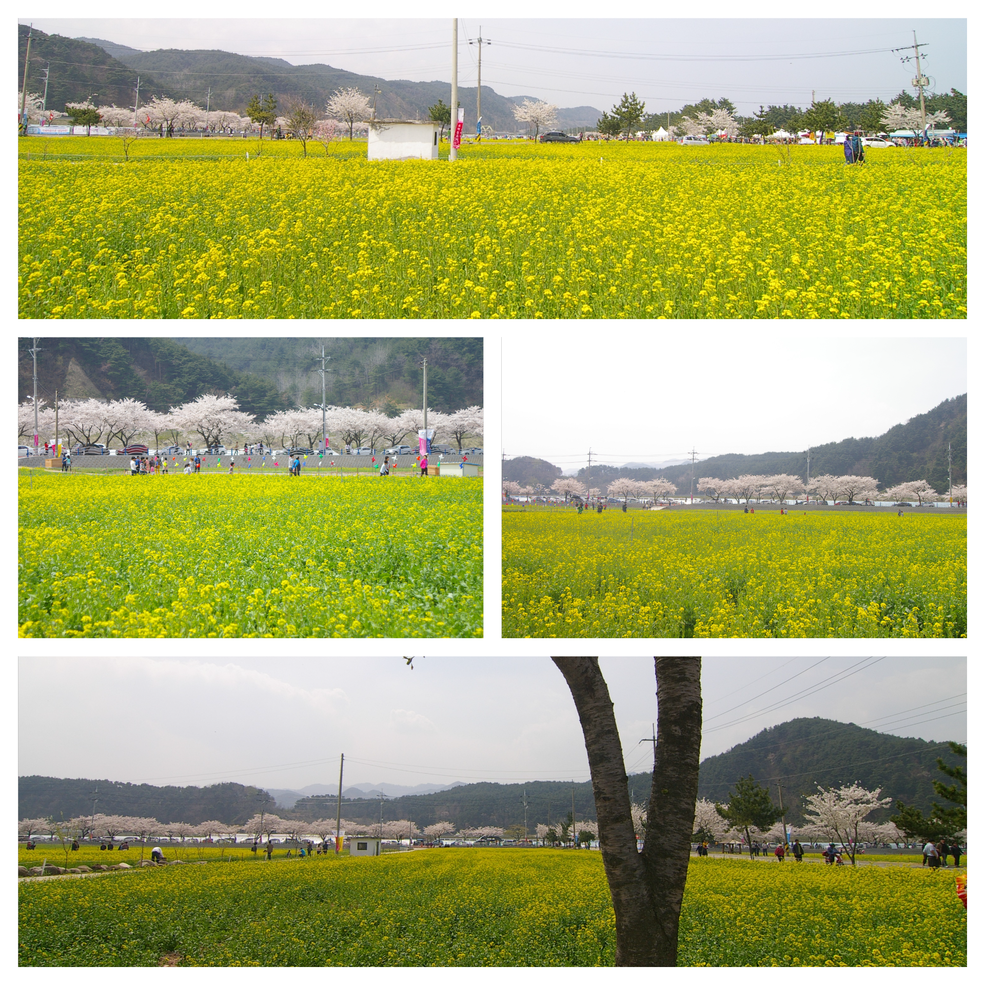 봄 삼척 맹방