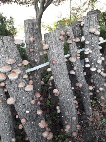 표고버섯 효능_12