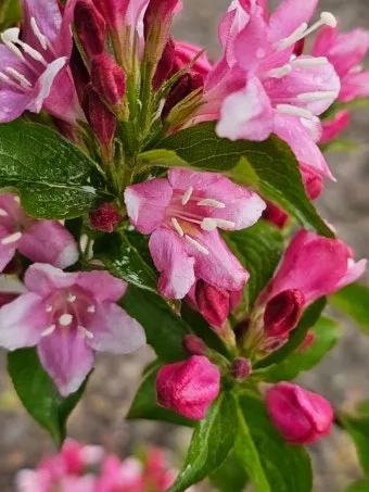 병꽃 무늬병꽃 삼색병꽃 붉은병꽃 아름다운 꽃 종류_4