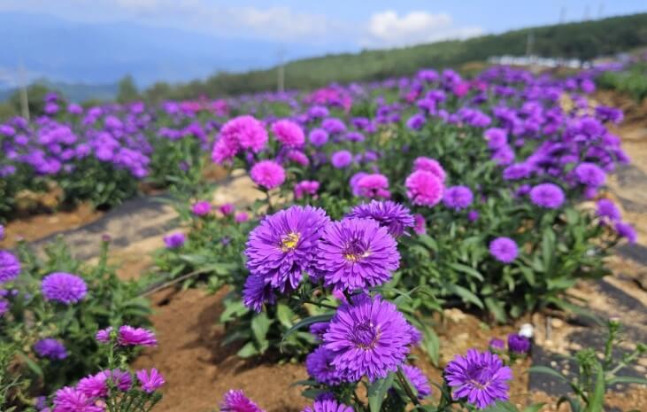 전국 가을 꽃 축제 추천 BEST