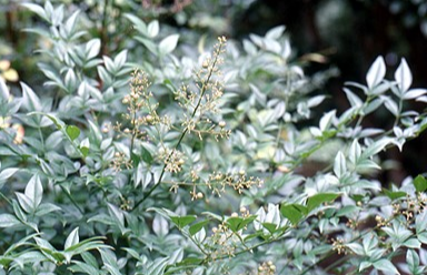 처음 시작하는 가드닝, 키우기 쉬운 정원수 BEST 10