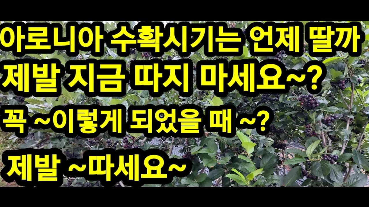 아로니아 수확시기에 맞춘 열매 먹는방법 분말 부작용 가격 정보_1