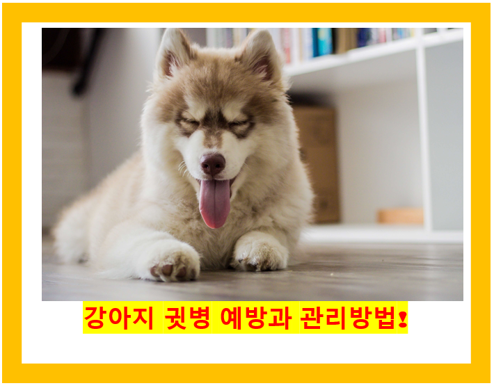 강아지 귓병