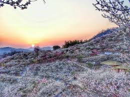 제23 회 광양매화 축제 기본 일정 및 프로그램 그리고 2024 신춘 음악회 공연 일정과 티켓팅 예매 방법