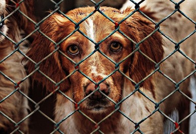 유기동물 보호소와 개인 임시보호 차이점