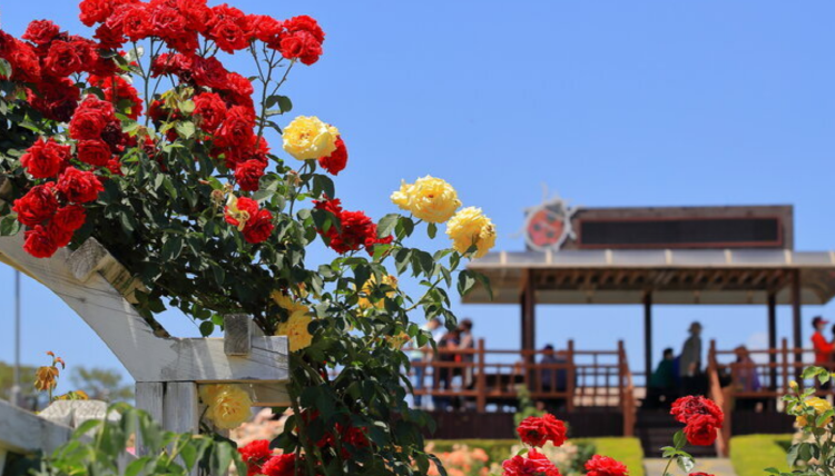 곡성 세계장미축제