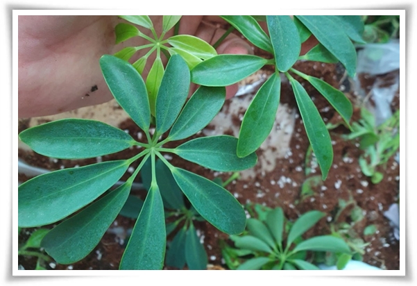 "홍콩야자 키우기" 실내 정원 가꾸기에 매력적인 식물!