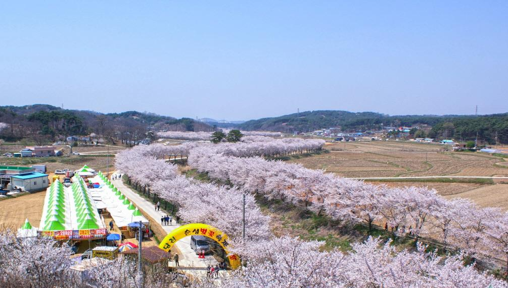 순성-벚꽃축제