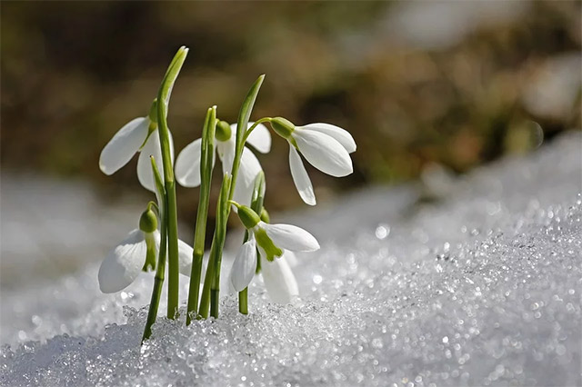 스노드롭(snowdrop)