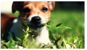 풀을 띁어먹는 강아지 사진