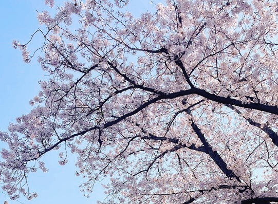 벚꽃