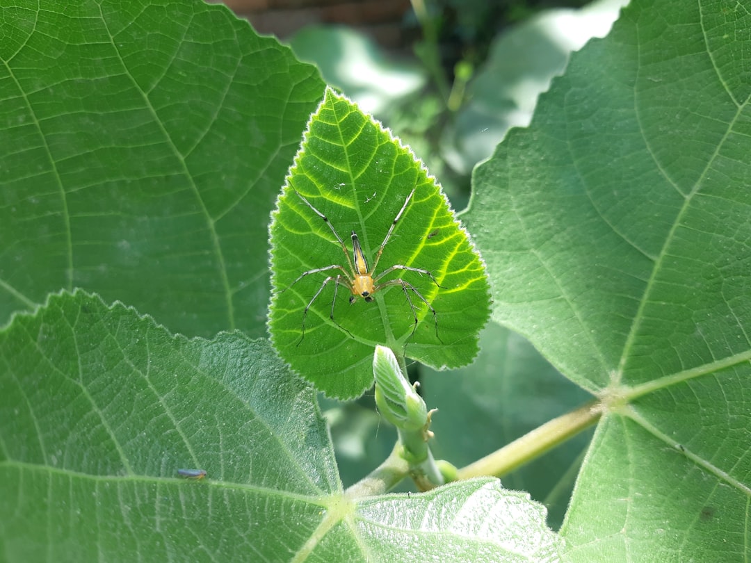 identification
