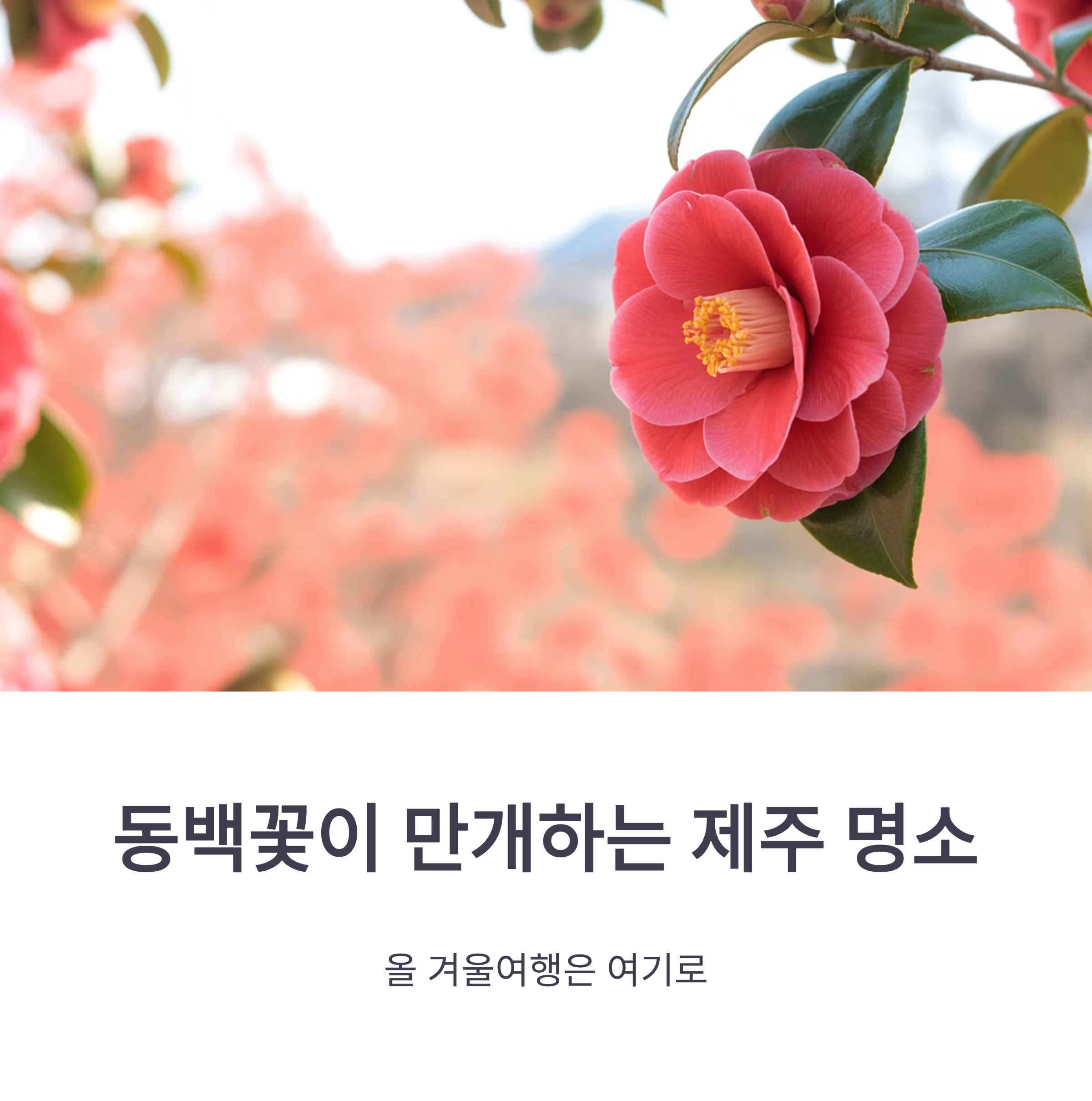 동백꽃이 만개하는 제주 명소 모아봤어요, 올 겨울여행은 여기로