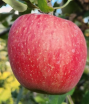 꿀사과 고르는 법