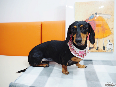 서울시 유기동물 만남의 날