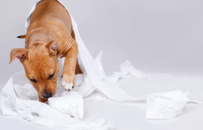 화장지와 강아지