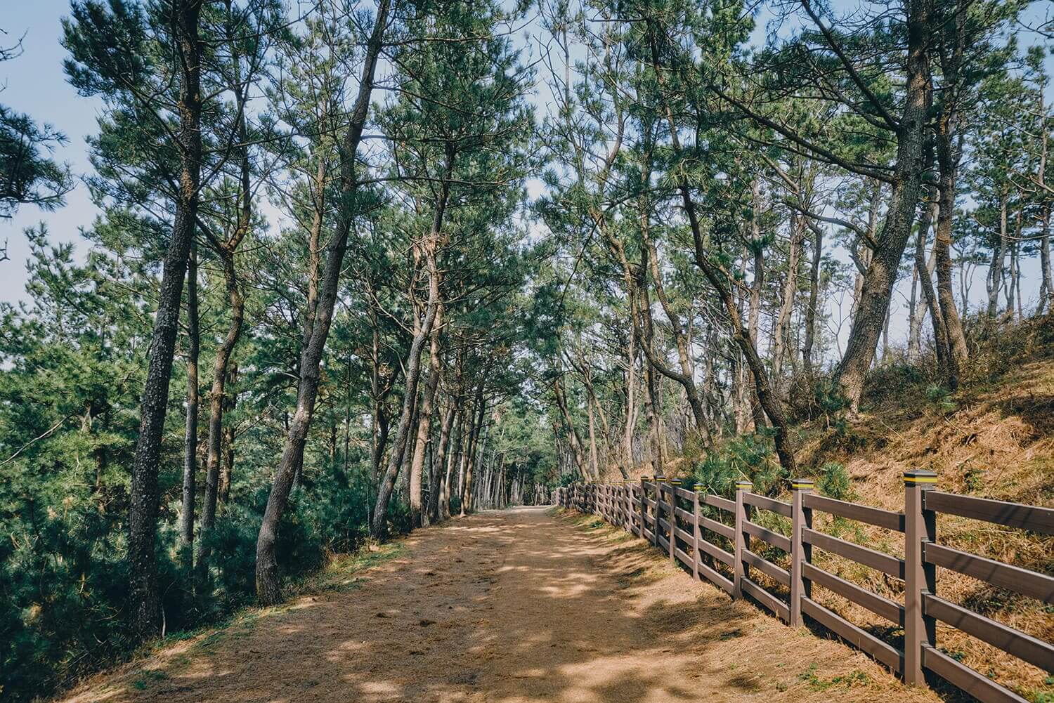 올레길 7코스 vs 10코스, 최고의 선택은? 🥾