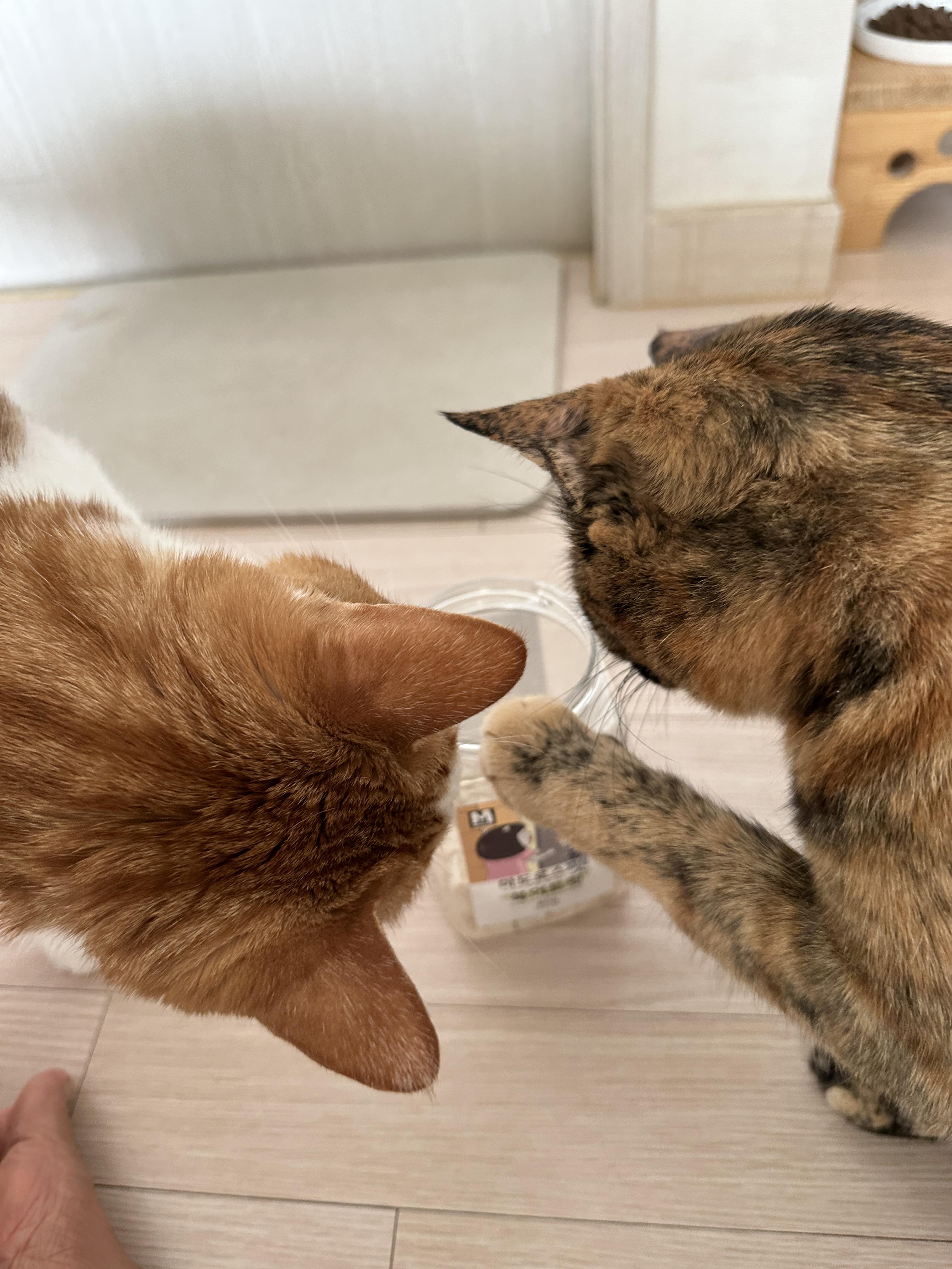 간식앞에서 기다릴줄 아는 '기다려'하는 고양이 사랑이 (feat.건이랑 막둥이)