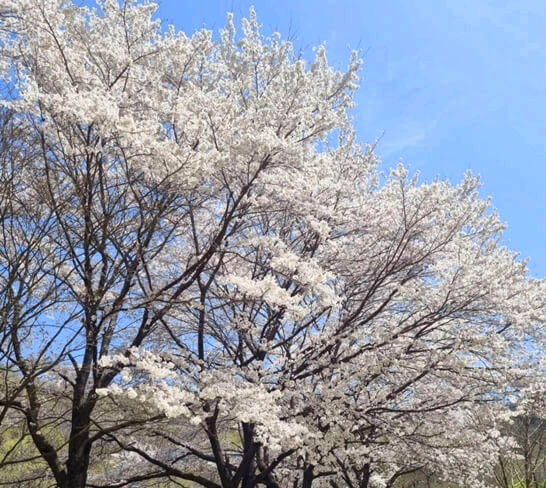 계족산성-대전-주변-가볼만한곳-추천