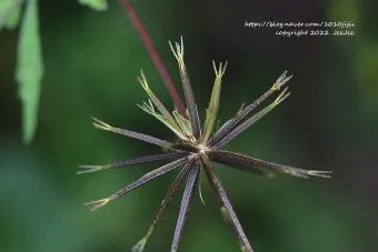 도깨비바늘 귀침초 자연이 준 해독의 명약 건강 효과_6
