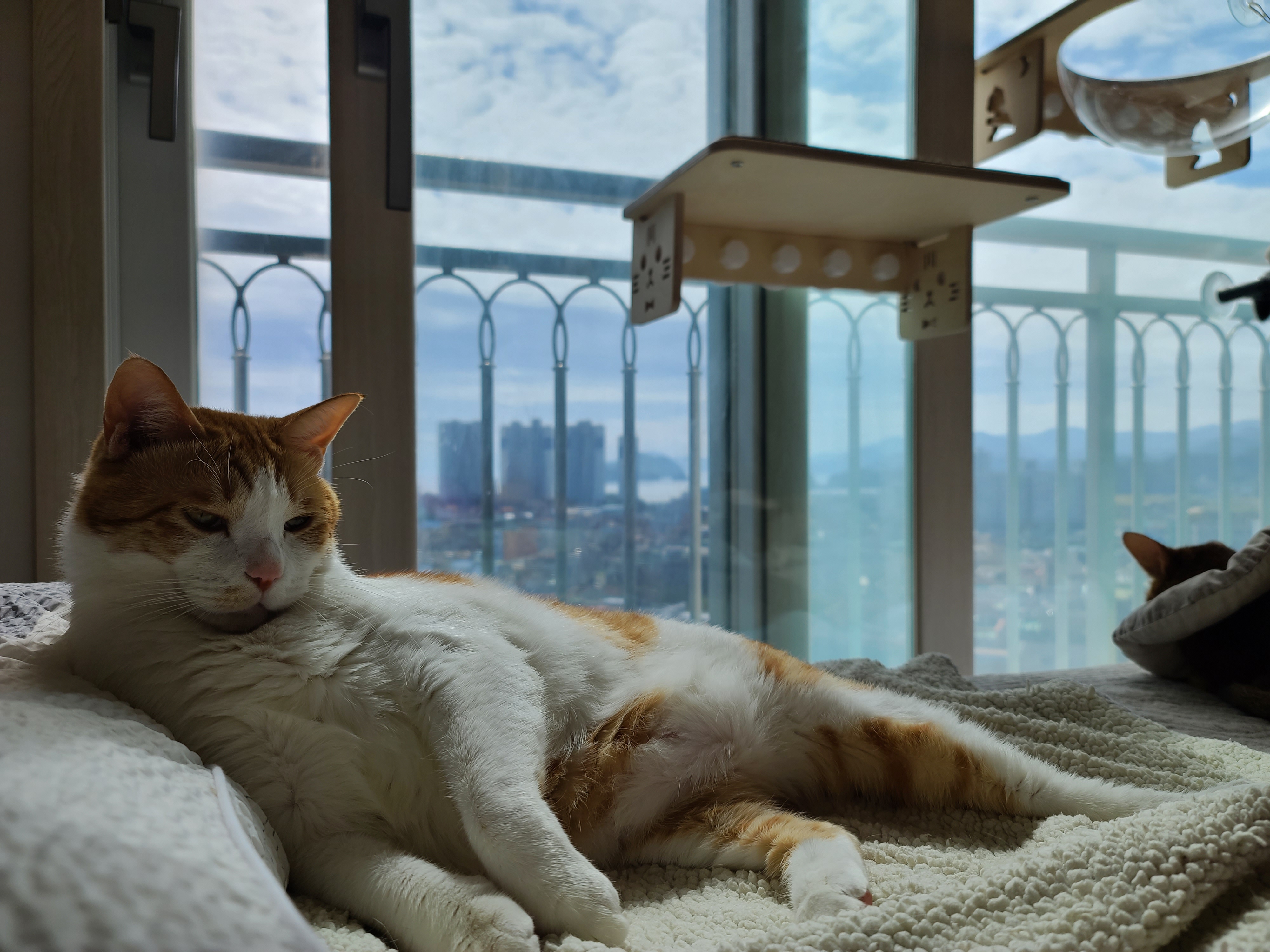 가을햇살 아래 팔색조 고양이 (feat. 카리스마도 있는 막둥이)