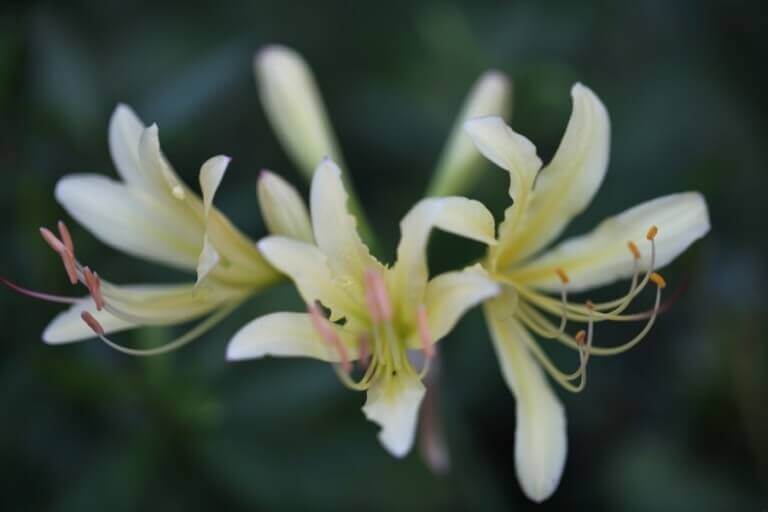 금은화(인동초) 9가지 효능 및 부작용과 복용법