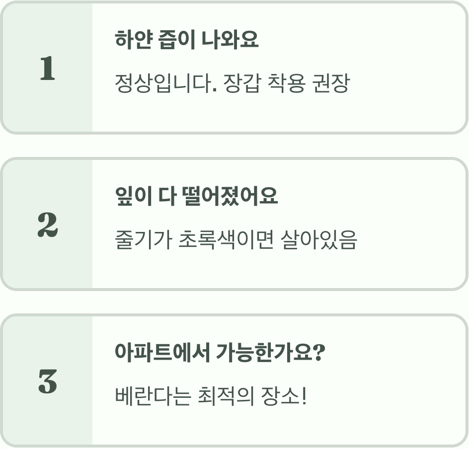 만데빌라 월동&amp;#44; 이것 모르면 무조건 죽습니다! (완벽 가이드)