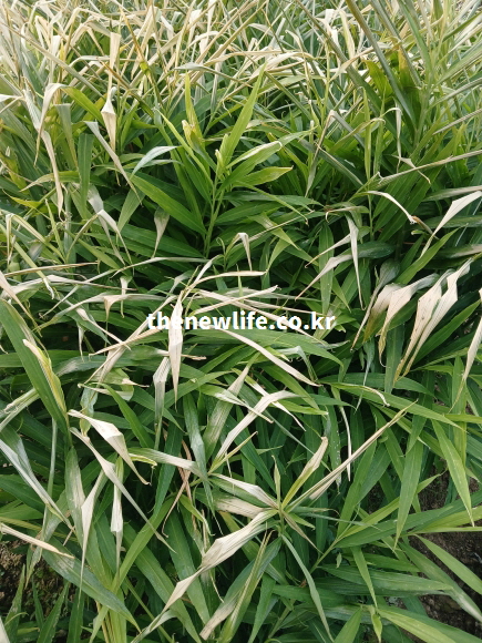 생강 효능을 설명하기 위해 직접 촬영한 생강밭의 사진