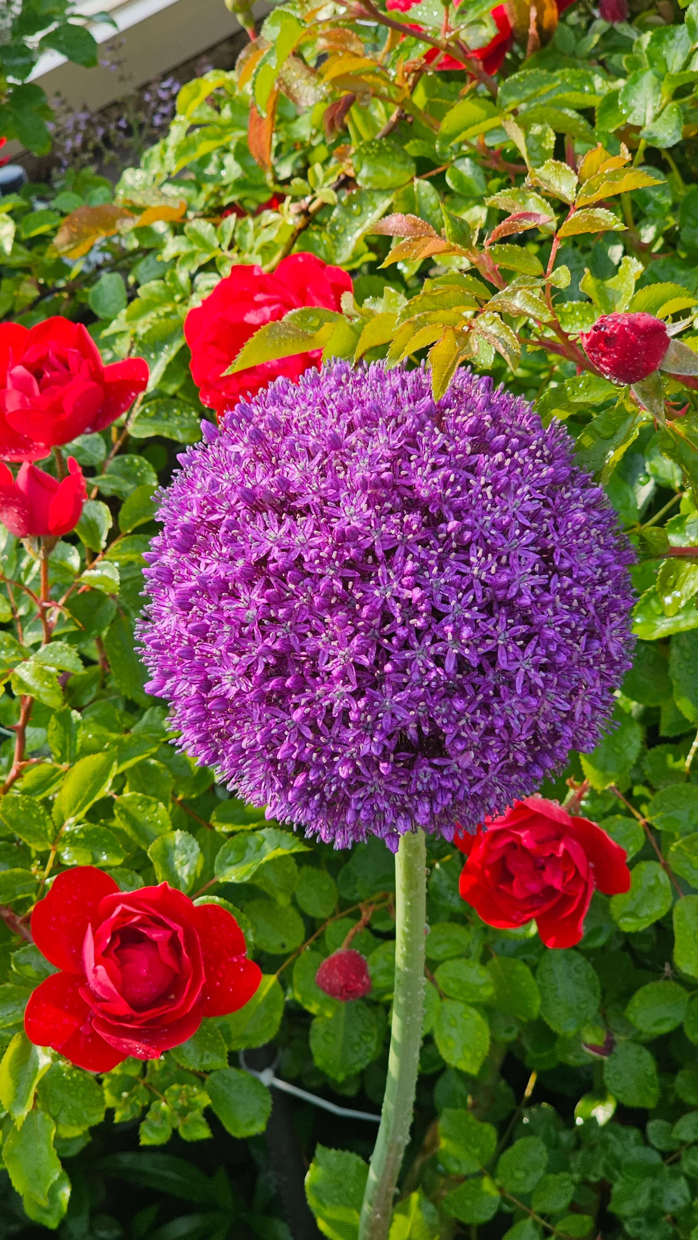 꽃을 보면 기분이 좋아지는 이유