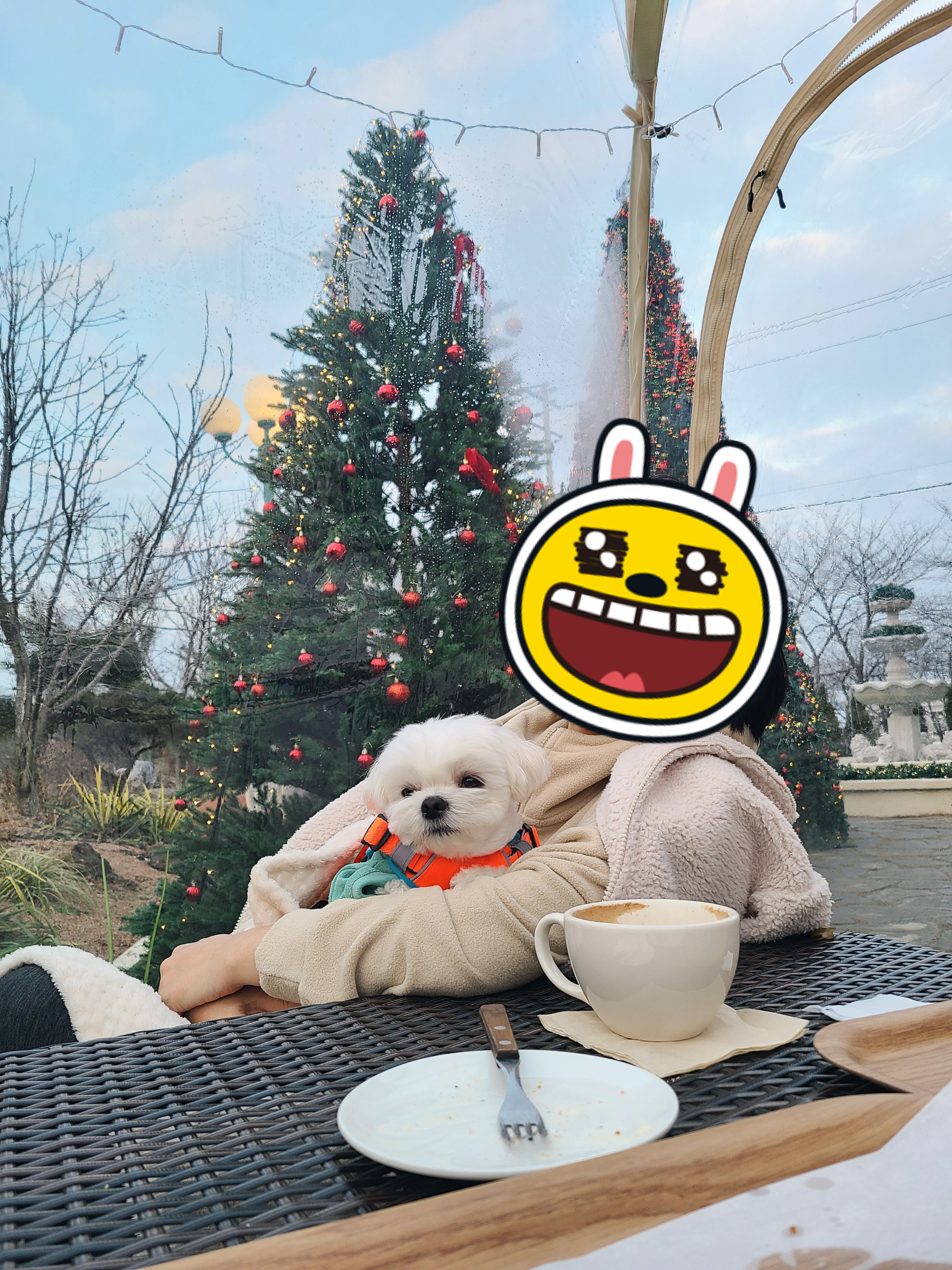 애견동반카페 도나스데이