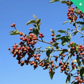 마가목 열매 효능 먹는 법 부작용 포함 10가지 정리_13