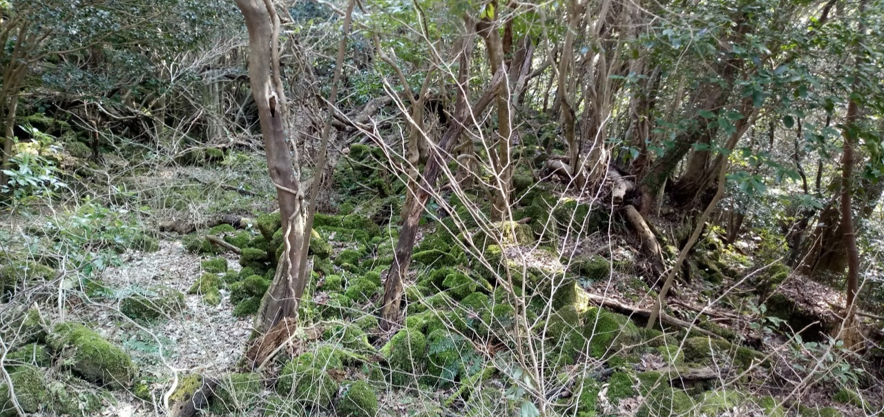 거문오름 이끼로 덮인 숲